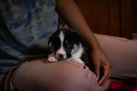 Violet, a female Pembroke Welsh Corgi for sale in Dundee, OH – 4 of 8