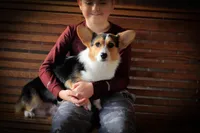 Violet, a female Pembroke Welsh Corgi for sale in Dundee, OH – 7 of 8