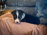 Violet, a female Pembroke Welsh Corgi for sale in Dundee, OH – 3 of 8