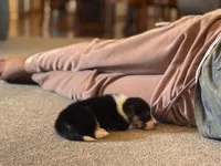Violet, a female Pembroke Welsh Corgi for sale in Dundee, OH – 6 of 8
