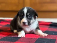 Violet, a female Pembroke Welsh Corgi for sale in Dundee, OH – 2 of 8