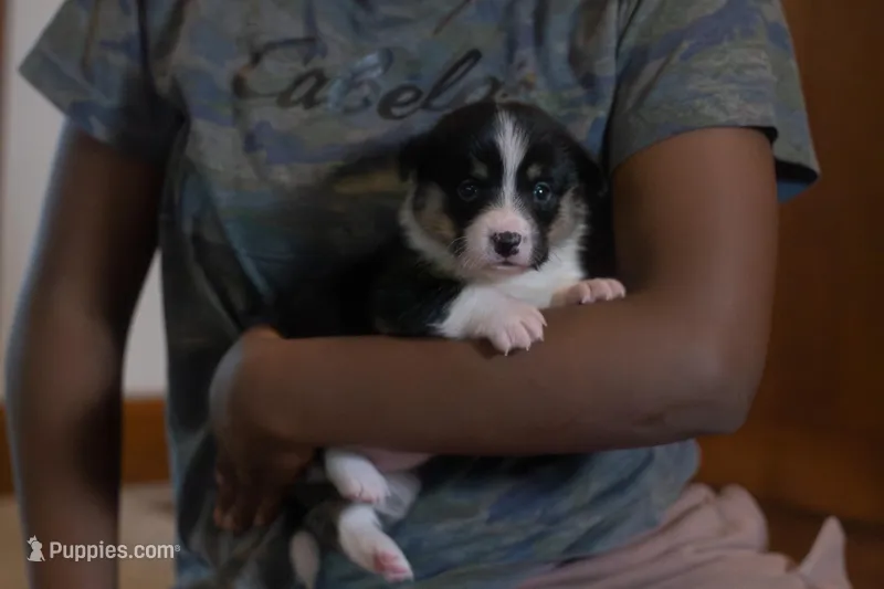 Violet, a female Pembroke Welsh Corgi for sale in Dundee, OH – 1 of 8
