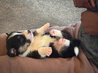 Violet, a female Pembroke Welsh Corgi for sale in Dundee, OH – 5 of 8