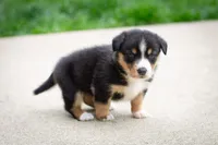 Grant, a male Australian Shepherd and Pembroke Welsh Corgi for sale in Dundee, OH – 6 of 9