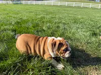 Cookie, a female English Bulldog for sale in Dundee, OH – 3 of 10