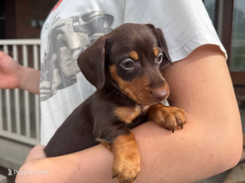 Lucy – Miniature Dachshund puppy for sale in Dundee, OH