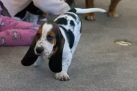 Jasmine, a female Basset Hound for sale in Dundee, OH – Photo 5 of 5