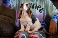 Jasmine, a female Basset Hound for sale in Dundee, OH – Photo 1 of 5
