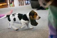 Jasmine, a female Basset Hound for sale in Dundee, OH – Photo 3 of 5
