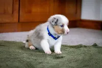 Blue, a male Australian Shepherd and Pembroke Welsh Corgi for sale in Dundee, OH – 6 of 10