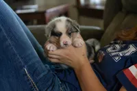 Ringo, a male Australian Shepherd and Pembroke Welsh Corgi for sale in Dundee, OH – 7 of 10