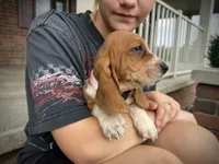 Blair, a female Basset Hound for sale in Dundee, OH – 3 of 5