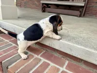 Mabel, a female Basset Hound for sale in Dundee, OH – 7 of 8