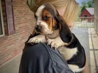 Eeyore, a male Basset Hound for sale in Dundee, OH – 3 of 6