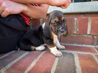 Gracie , a female Basset Hound for sale in Dundee, OH – 3 of 7