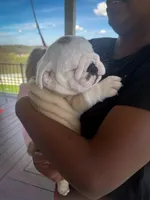 Sterling, a male English Bulldog for sale in Dundee, OH – Photo 4 of 9