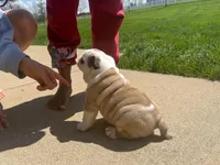 Sterling, a male English Bulldog for sale in Dundee, OH – Photo 9 of 9
