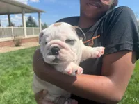 Sterling, a male English Bulldog for sale in Dundee, OH – Photo 3 of 9