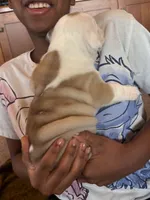 Sterling, a male English Bulldog for sale in Dundee, OH – Photo 5 of 5