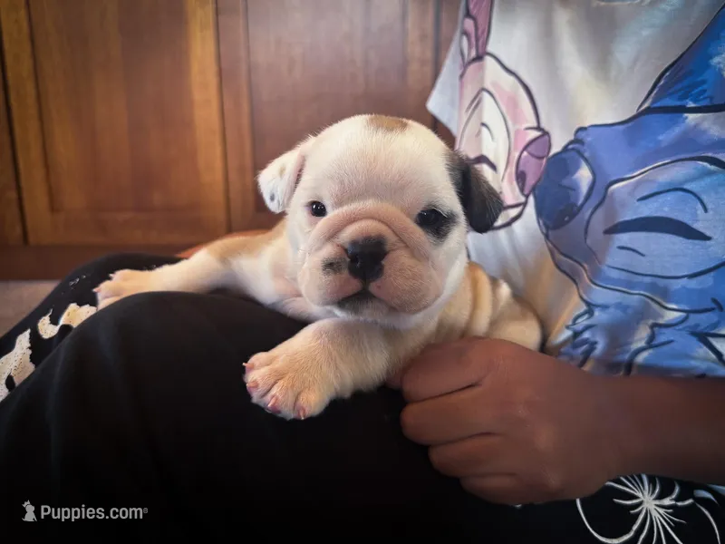 Sterling – English Bulldog puppy for sale in Dundee, OH