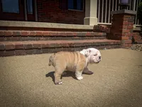 Sterling, a male English Bulldog for sale in Dundee, OH – Photo 8 of 9