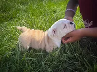 Sterling, a male English Bulldog for sale in Dundee, OH – Photo 6 of 9