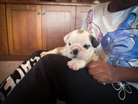 Sterling, a male English Bulldog for sale in Dundee, OH – Photo 3 of 5