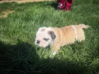 Sterling, a male English Bulldog for sale in Dundee, OH – Photo 5 of 9