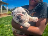 Sterling, a male English Bulldog for sale in Dundee, OH – Photo 2 of 9