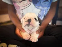 Sterling, a male English Bulldog for sale in Dundee, OH – Photo 2 of 5