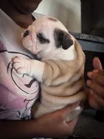 Sterling, a male English Bulldog for sale in Dundee, OH – Photo 4 of 5