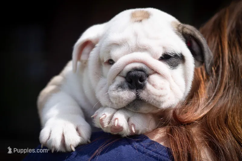 Sterling – English Bulldog puppy for sale in Dundee, OH