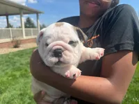 Sterling, a male English Bulldog for sale in Dundee, OH – Photo 1 of 9