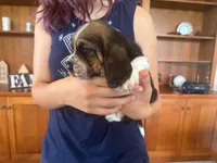 Waylon, a male Basset Hound for sale in Dundee, OH – 4 of 5