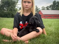 Drake, a male Labrador Retriever for sale in Dundee, OH – 2 of 6