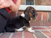 Gracie , a female Basset Hound for sale in Dundee, OH – 4 of 7