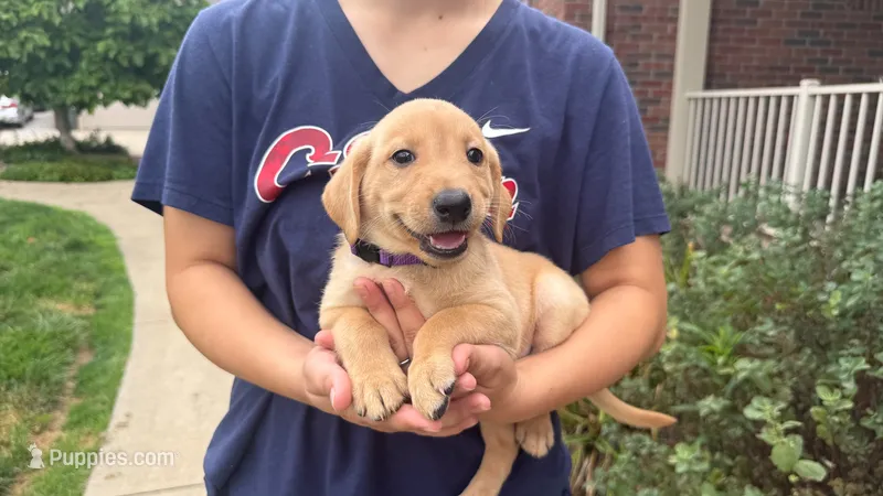 Nala – Labrador Retriever puppy for sale in Dundee, OH