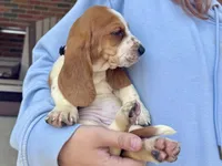 Scarlett, a female Basset Hound for sale in Dundee, OH – 2 of 5
