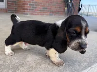 Toby, a male Basset Hound for sale in Dundee, OH – 2 of 6