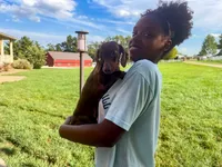Cooper, a male Miniature Dachshund for sale in Dundee, OH – 6 of 6