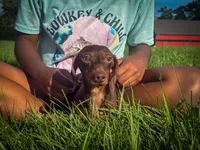 Bear, a male Miniature Dachshund for sale in Dundee, OH – 7 of 8