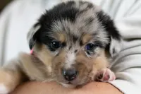 Angel, a female Australian Shepherd and Pembroke Welsh Corgi for sale in Dundee, OH – 4 of 8