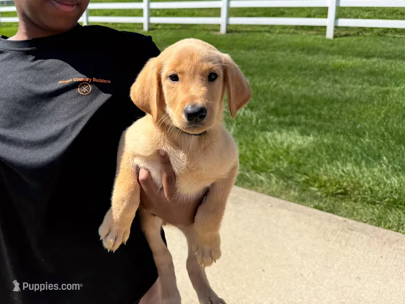 Jake – Labrador Retriever puppy for sale in Dundee, OH