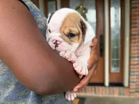 Honey, a female English Bulldog for sale in Dundee, OH – 2 of 5