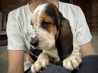 Mabel, a female Basset Hound for sale in Dundee, OH – 2 of 8