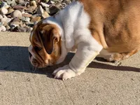 Cookie, a female English Bulldog for sale in Dundee, OH – 4 of 10