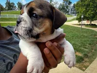 Winston, a male English Bulldog for sale in Dundee, OH – 4 of 6