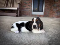 Jolene, a female Basset Hound for sale in Dundee, OH – 2 of 6