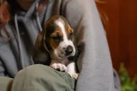 Maggie, a female Basset Hound for sale in Dundee, OH – Photo 5 of 7