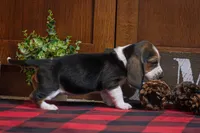 Maggie, a female Basset Hound for sale in Dundee, OH – Photo 7 of 7